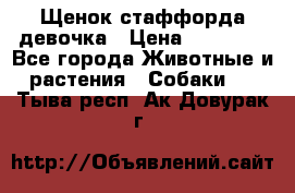 Щенок стаффорда девочка › Цена ­ 20 000 - Все города Животные и растения » Собаки   . Тыва респ.,Ак-Довурак г.